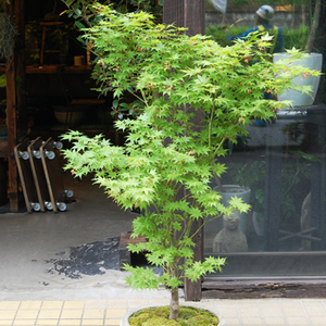 モミジ 鴫立沢 １２０センチ※ - 植物/観葉植物